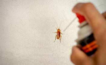 Termite Treatment